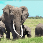 National Parks: House Of Reps Approves Presidential Order Designating Ten National Parks. By Saheed Badmus