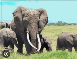 National Parks: House Of Reps Approves Presidential Order Designating Ten National Parks. By Saheed Badmus